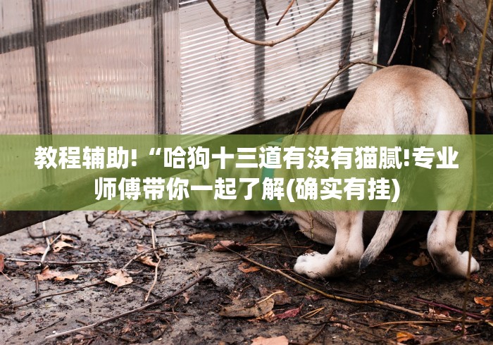 教程辅助!“哈狗十三道有没有猫腻!专业师傅带你一起了解(确实有挂)