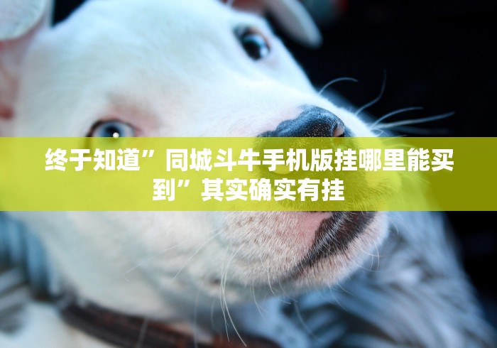 终于知道”同城斗牛手机版挂哪里能买到”其实确实有挂 终于知道”同城斗牛手机版挂哪里能买到”其实确实有挂