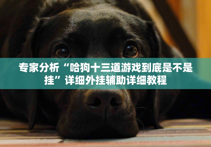 专家分析“哈狗十三道游戏到底是不是挂”详细外挂辅助详细教程 专家分析“哈狗十三道游戏到底是不是挂”详细外挂辅助详细教程